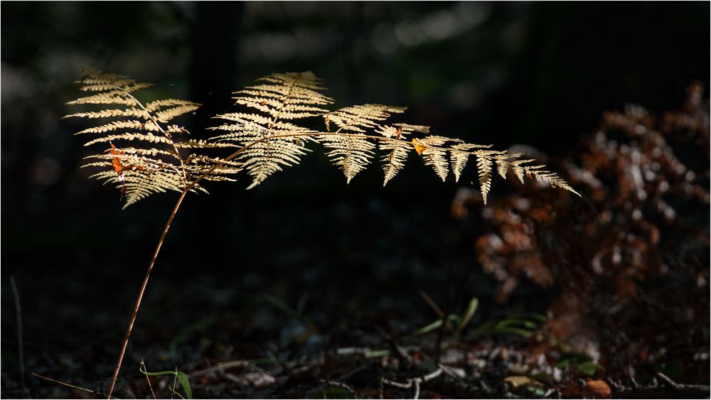 'Herbstfarn'