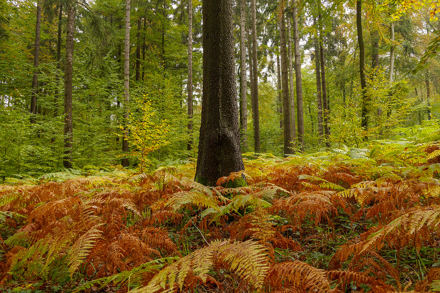 Herbstfarn im Eifelwald