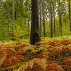 Herbstfarn im Eifelwald