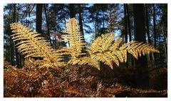 Herbstfarn im Licht der untergehenden Sonne (2)