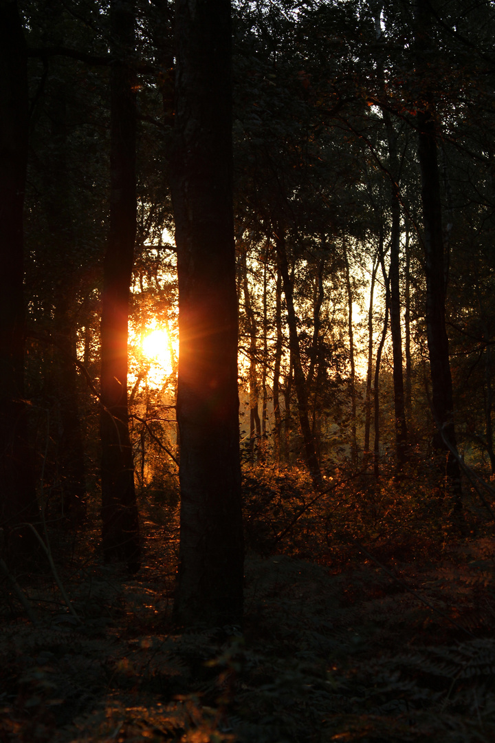 Herbstfassetten