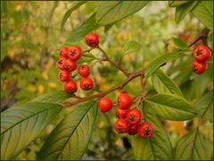 ~ Herbstfeeling ~