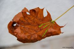 Herbstfeeling