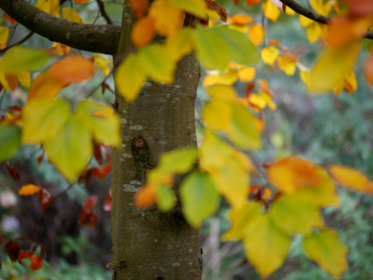 HerbstFeeling