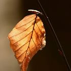 Herbstfeeling im Frühling