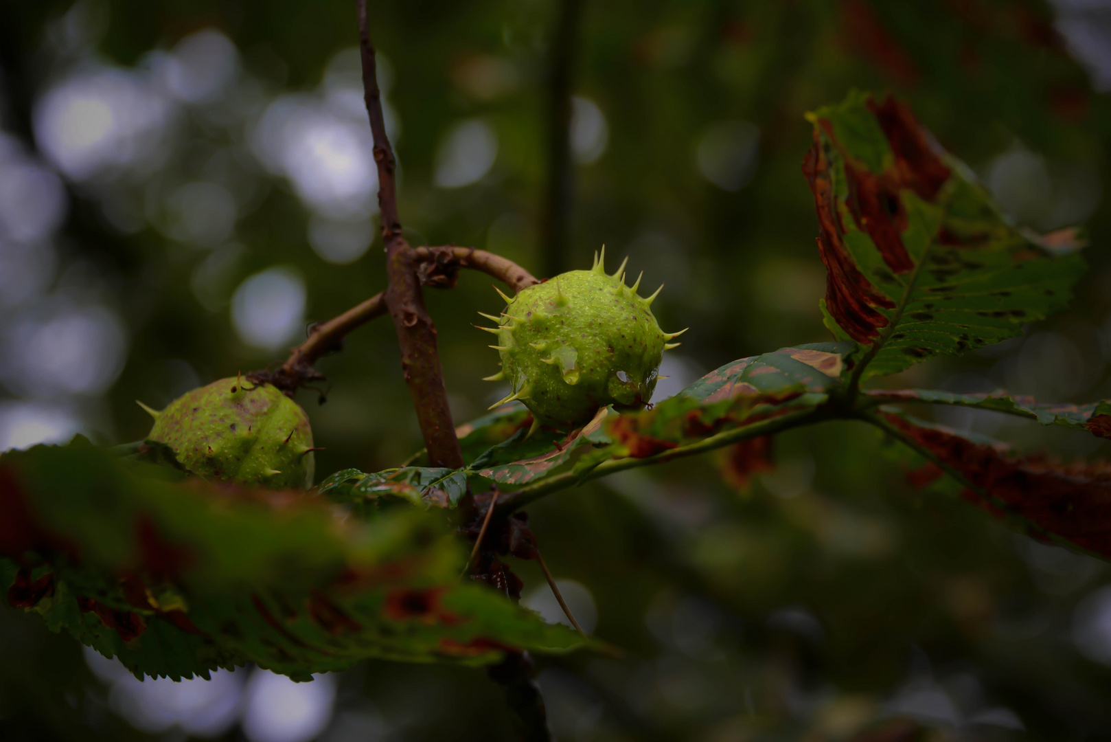 Herbstfeeling im Sommer 