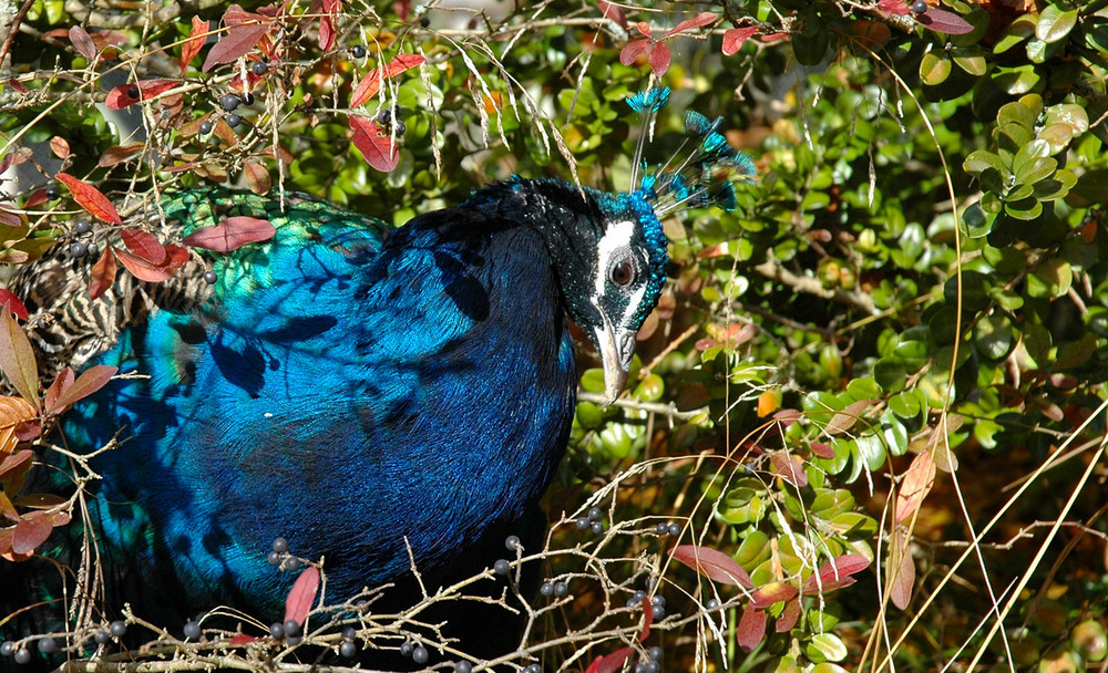 herbstfeiner Pfau