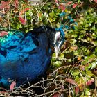 herbstfeiner Pfau