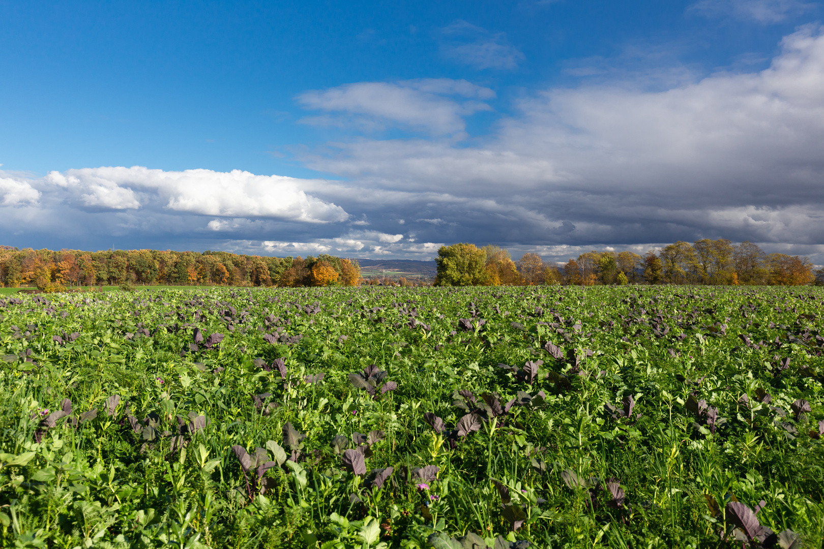 Herbstfeld