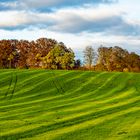 Herbst_Feld