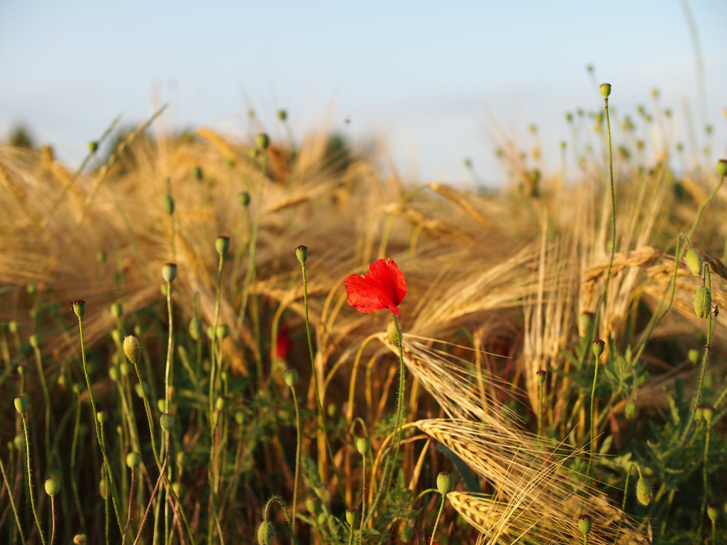 Herbstfeld