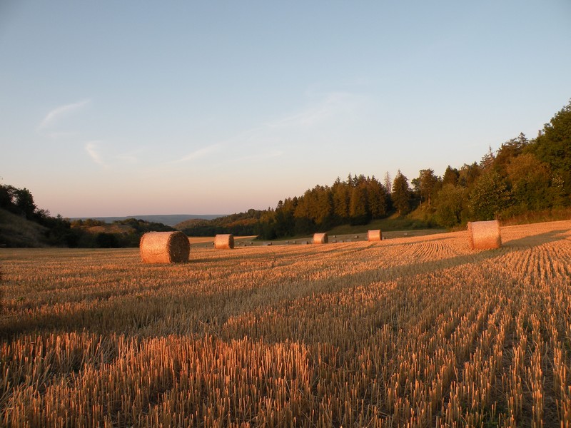 Herbstfeld