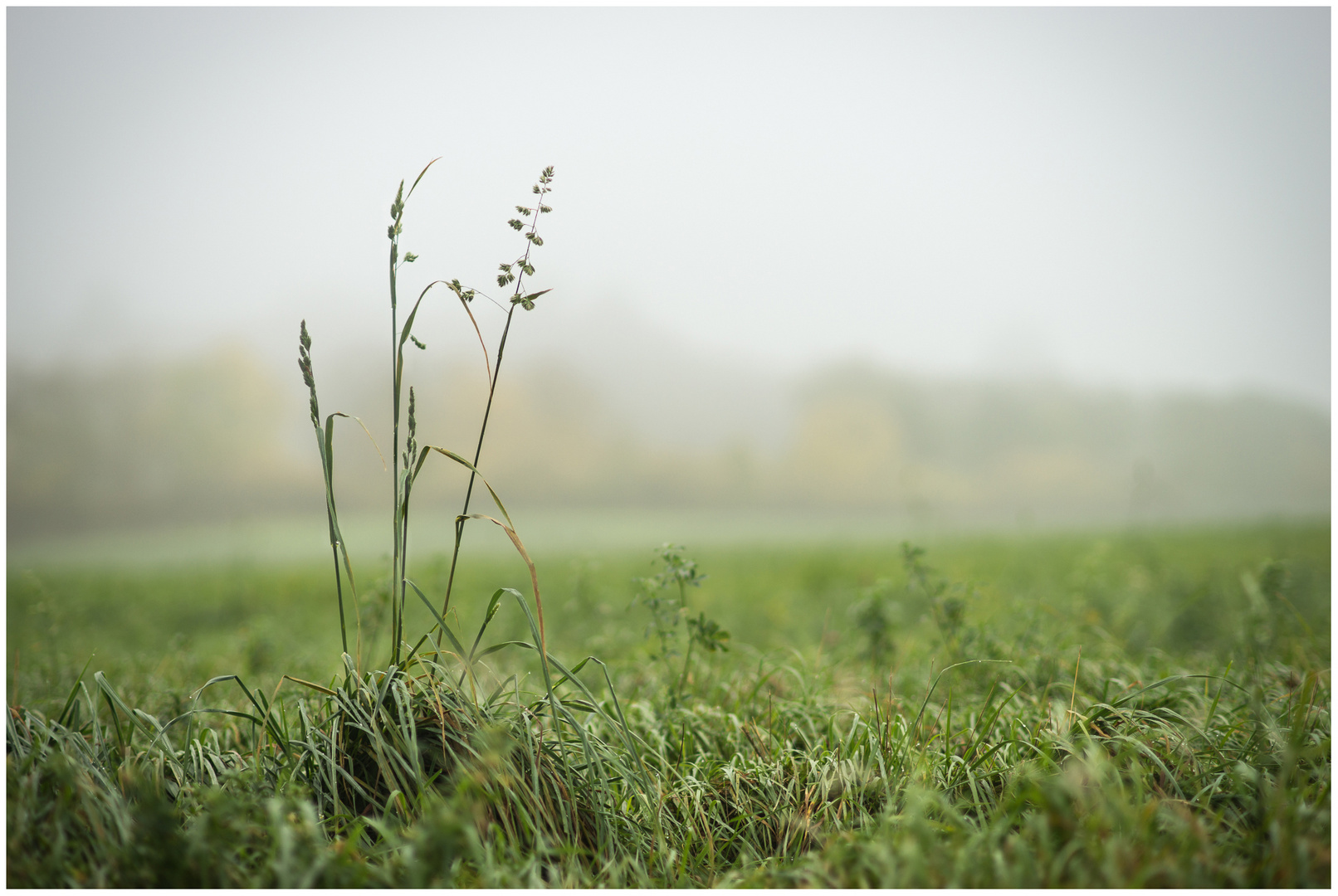 Herbstfeld