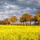 Herbstfeld im November