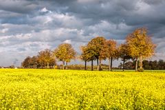 Herbstfeld im November