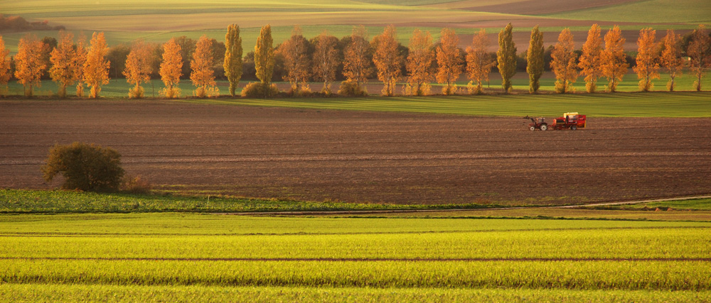 Herbstfeldarbeit