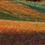 Herbstfelder *2
