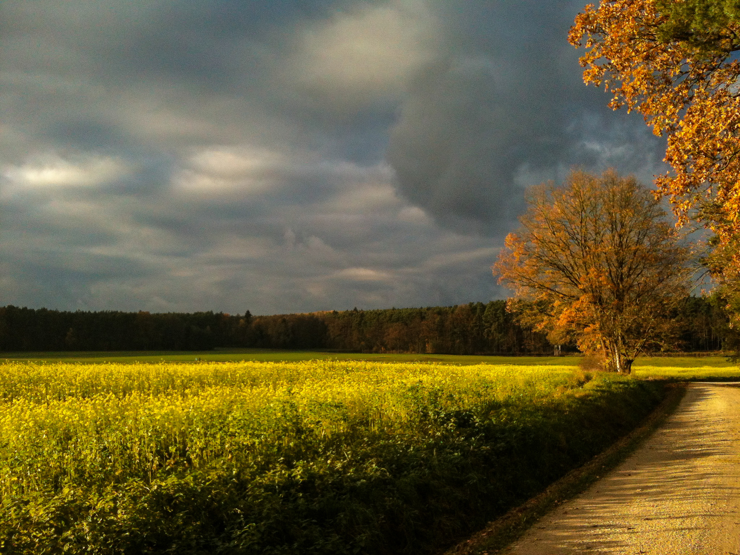 Herbstfelder