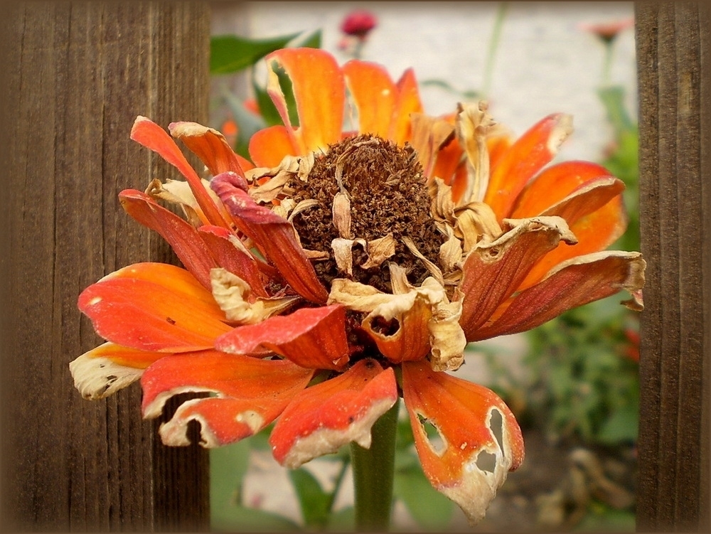 Herbstfenster