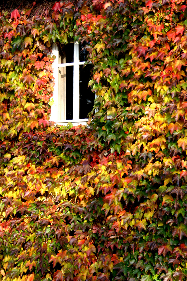 Herbstfenster