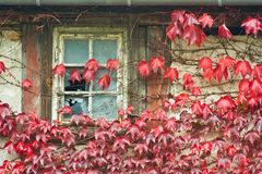 Herbstfenster