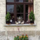 Herbstfenster am Nebengebäude