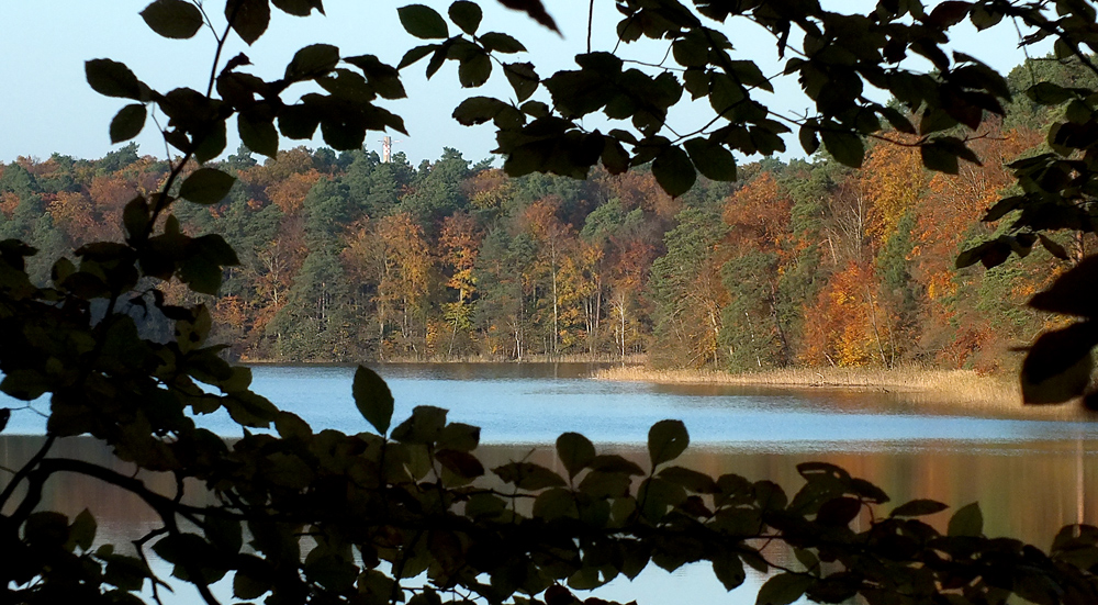 Herbstfenster am Nehmitzsee (Naturpark Stechlin)