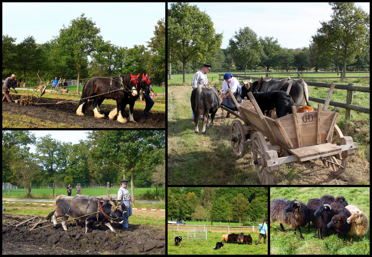 Herbstfest im Tierpark Sababurg