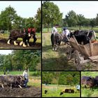 Herbstfest im Tierpark Sababurg