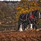 Herbstfest in Sababurg 1