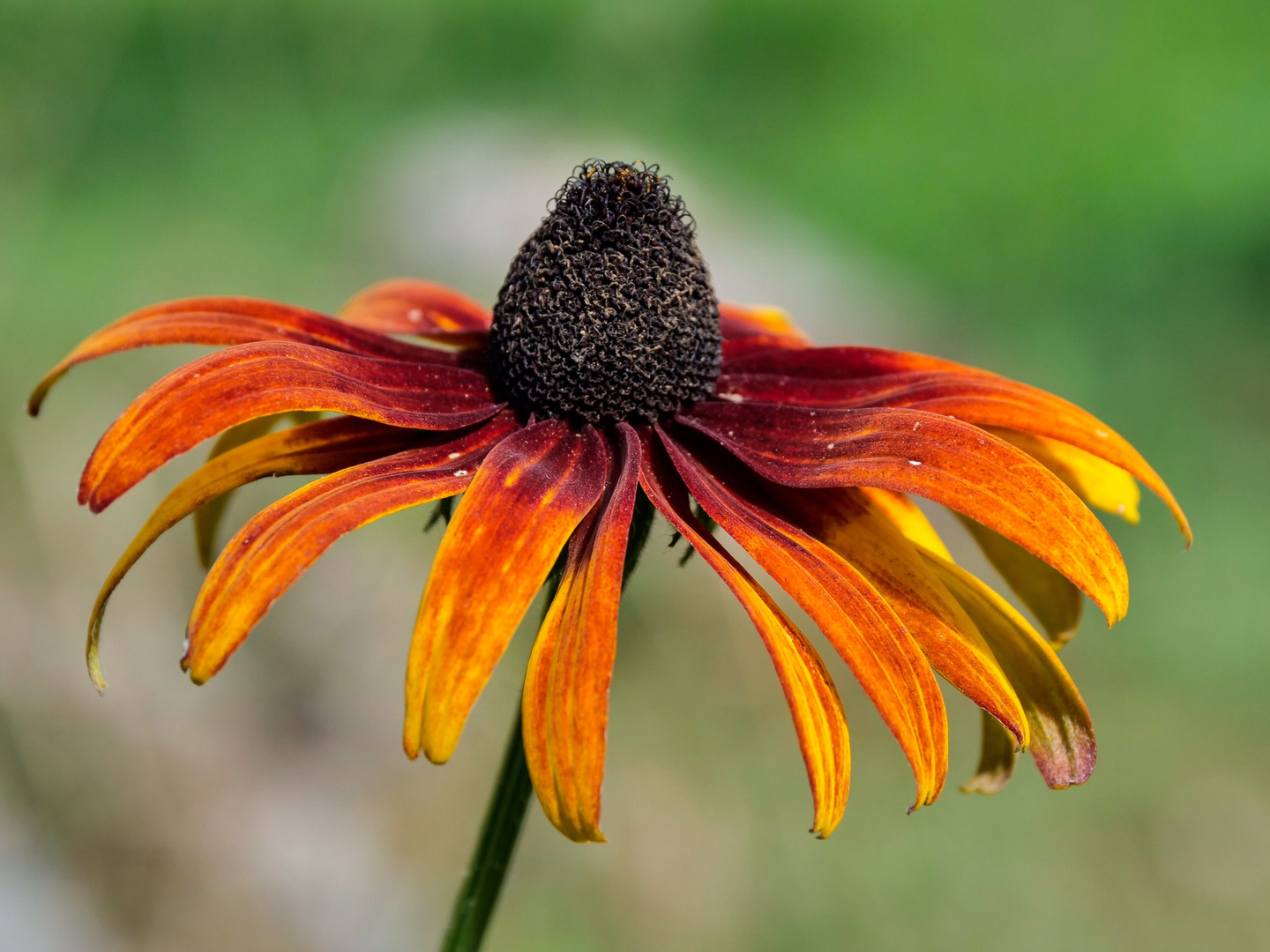 Herbstfeuer