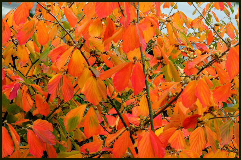 Herbstfeuer