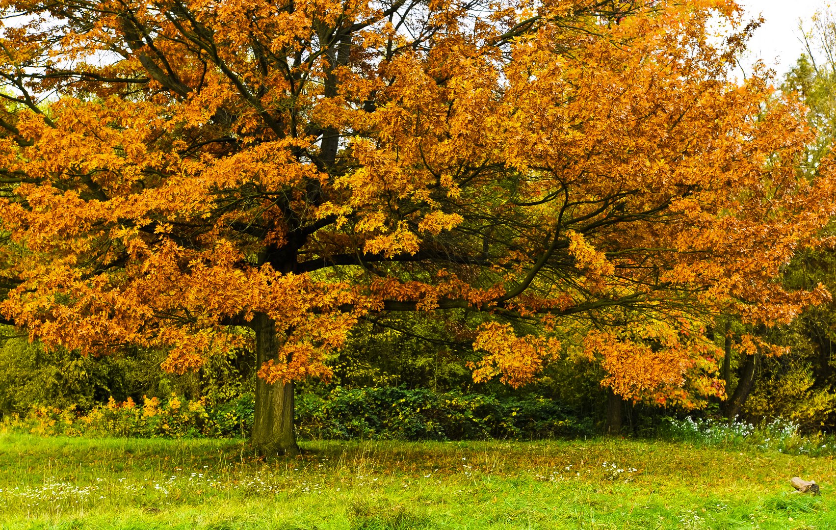 Herbstfeuer