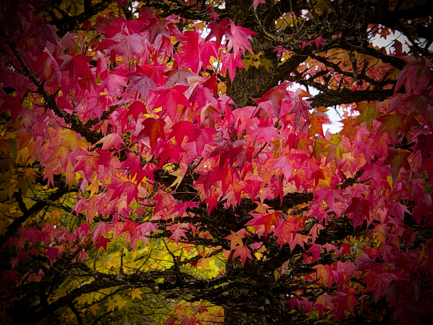 Herbstfeuer