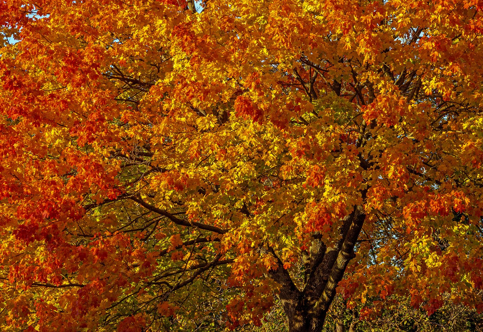 Herbstfeuer