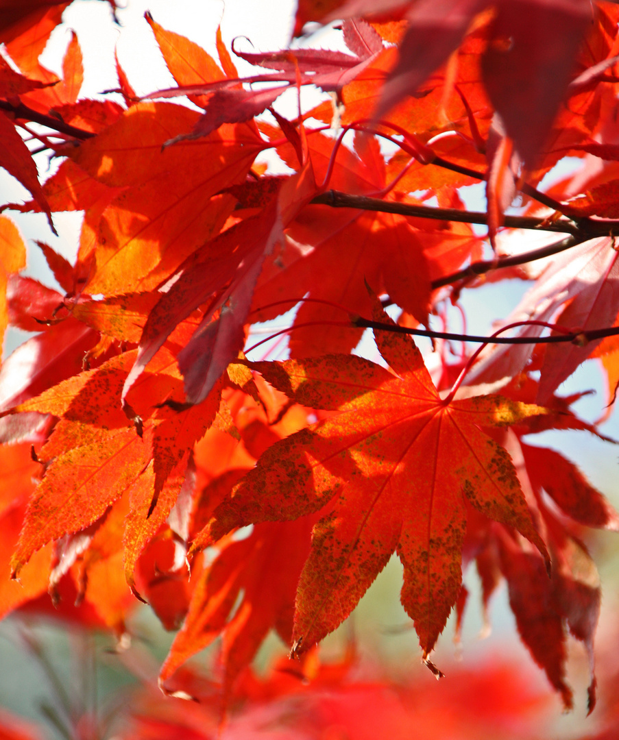 Herbstfeuer