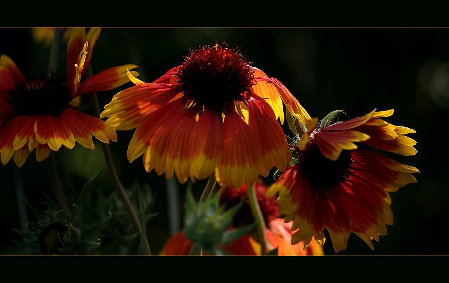 Herbstfeuer