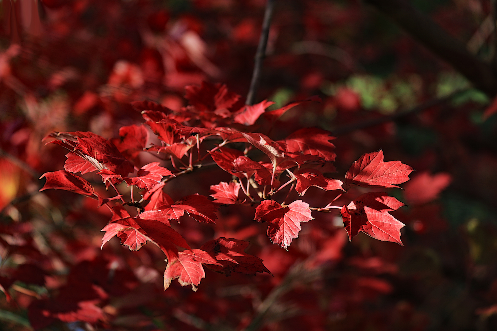 Herbstfeuer