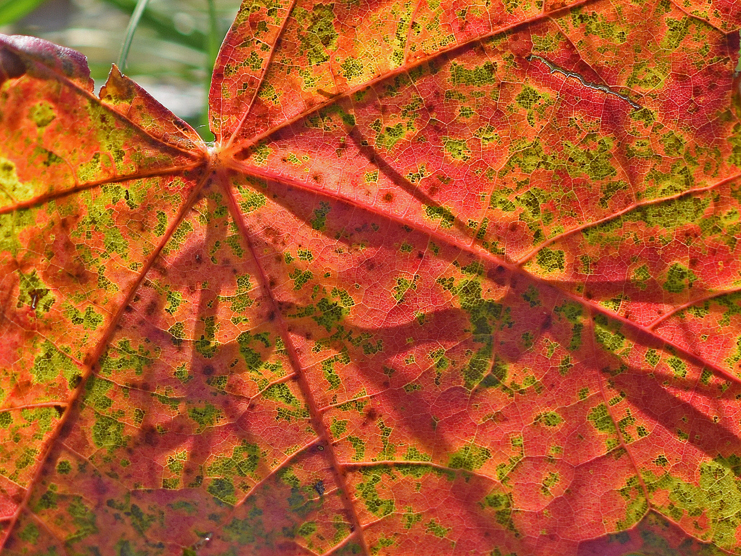 Herbstfeuer