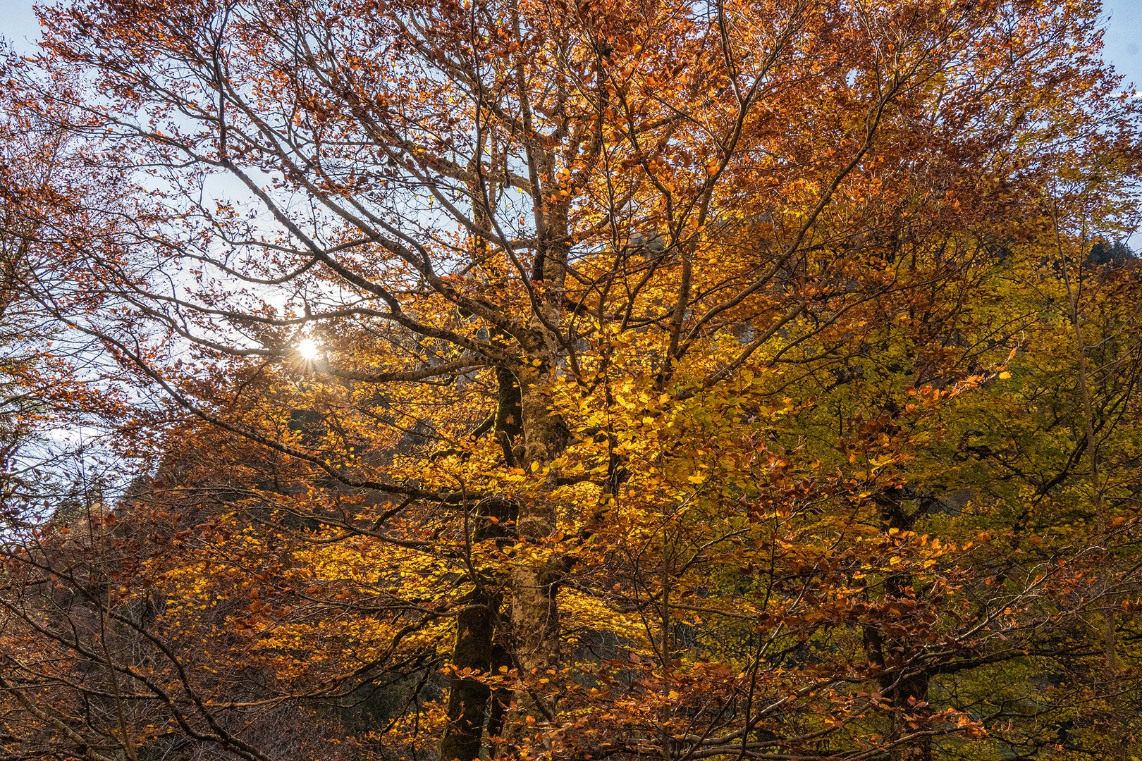 Herbstfeuer