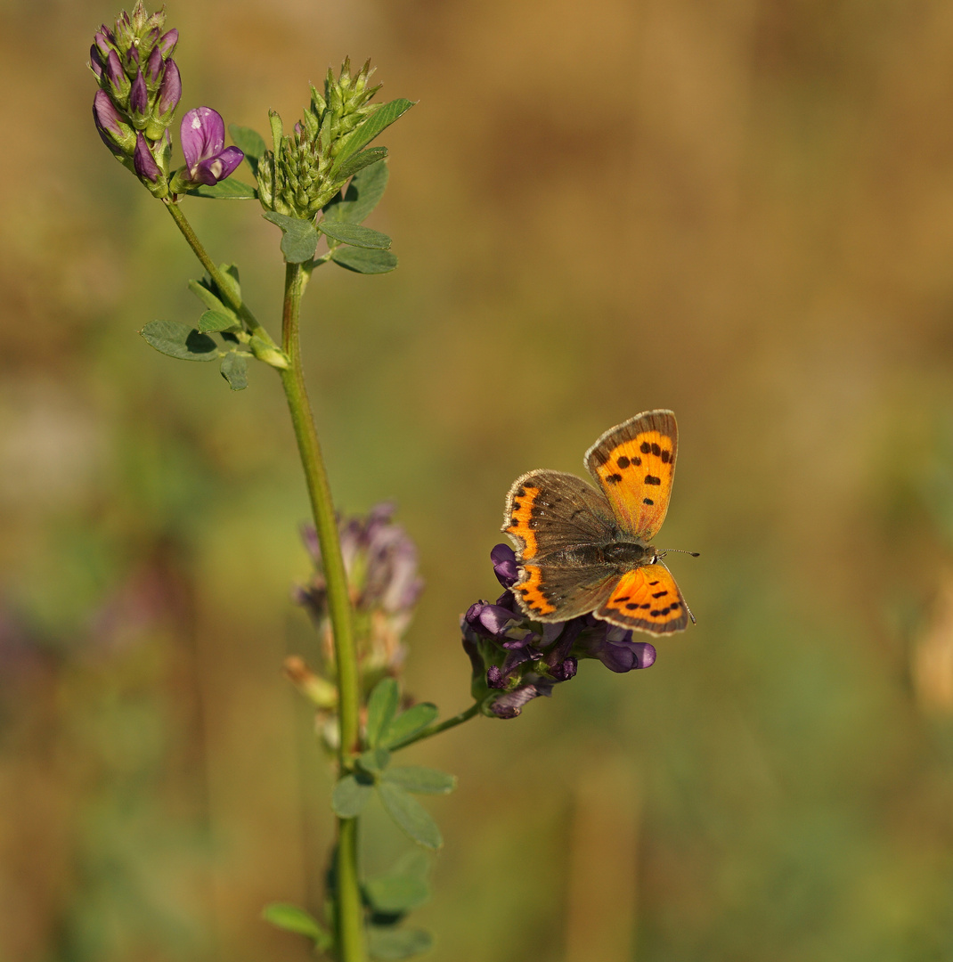 Herbstfeuer 2