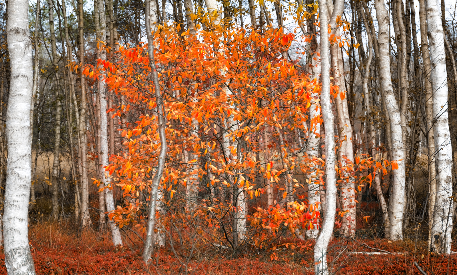 Herbstfeuer