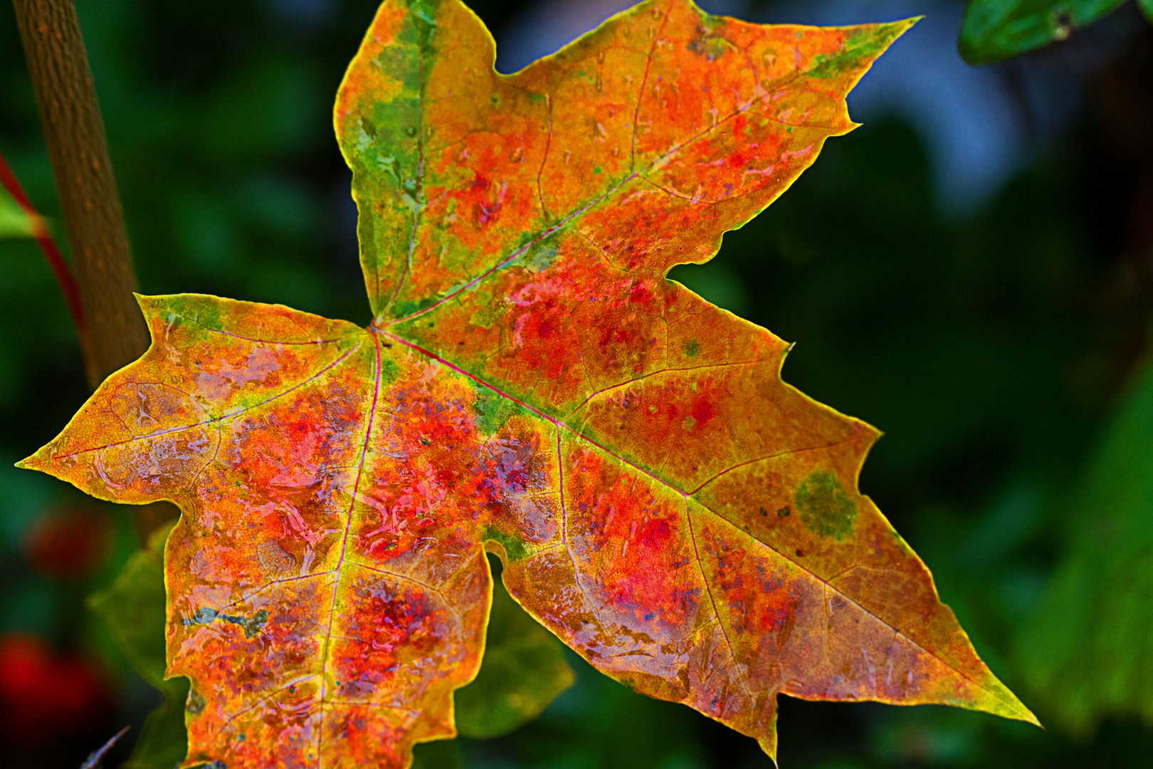 Herbstfeuer