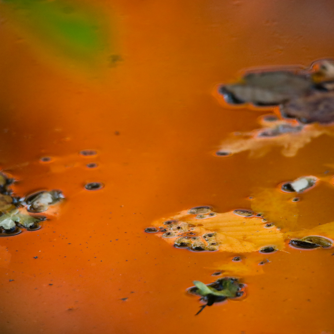 Herbstfeuer