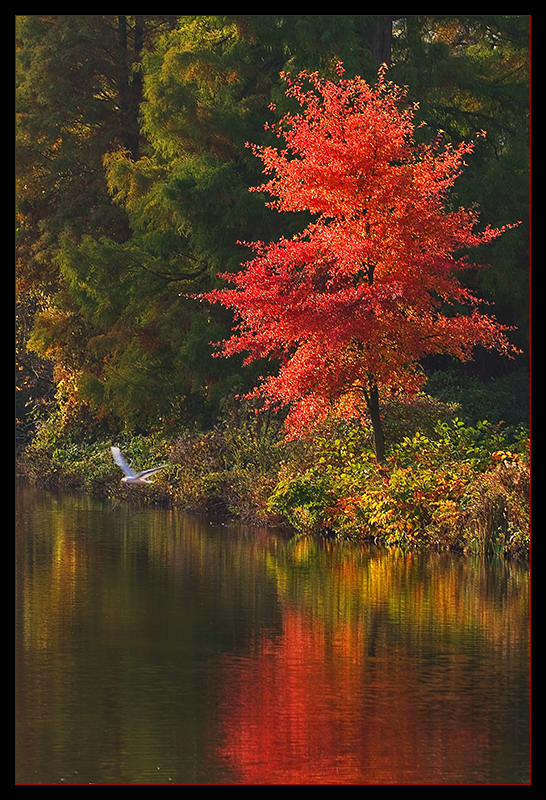 Herbstfeuer