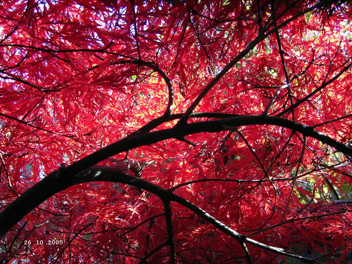 Herbstfeuer