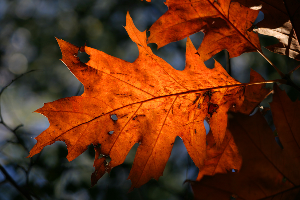 ~ Herbstfeuer ~