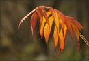 Herbstfeuer von Frank Wertke 