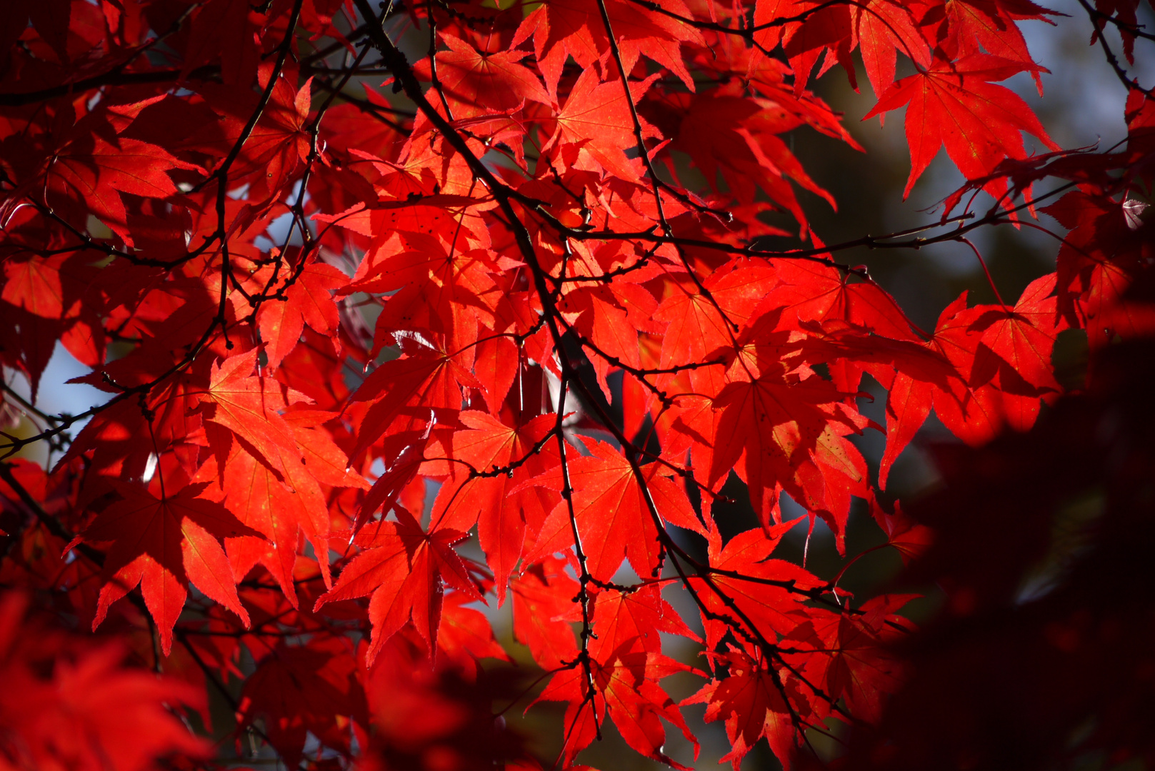 Herbstfeuer