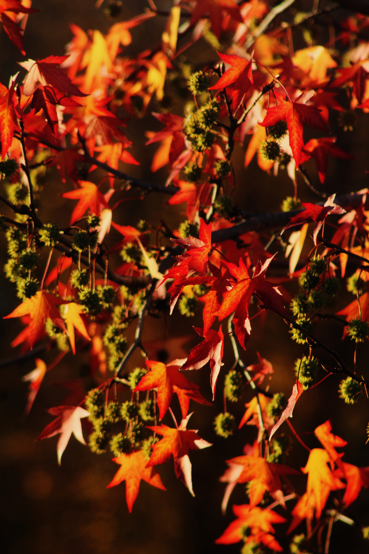 Herbstfeuer